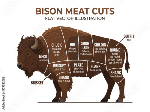 Bison meat cuts diagram a flat vector illustration showing the different sections of a bison carcass for butchery and culinary use
