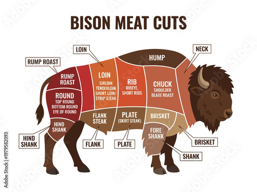 An illustrated guide to the various cuts of bison meat, with anatomical labeling of each section