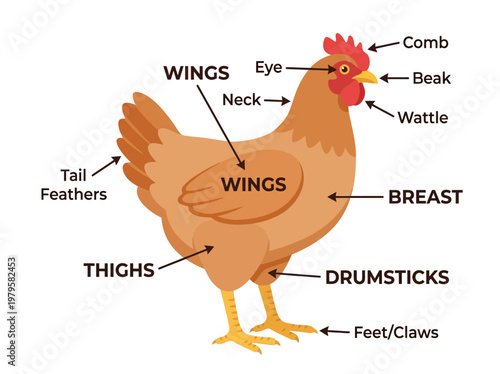 Anatomy of a Chicken A Detailed Diagram Illustrating the Various Parts of a Hen