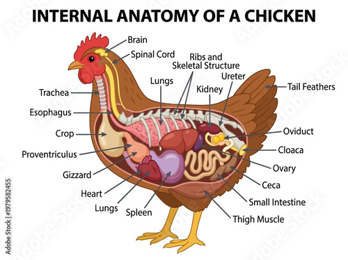 Diagram illustrating the internal anatomy of a chicken, with organs clearly labeled for educational purposes