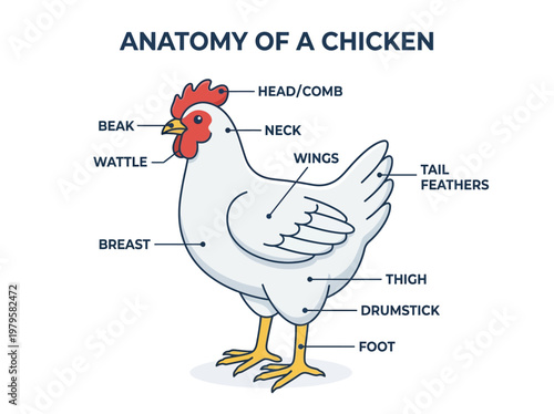 Anatomy of a Chicken A Detailed Diagram Illustrating the Different Parts of a Fowl