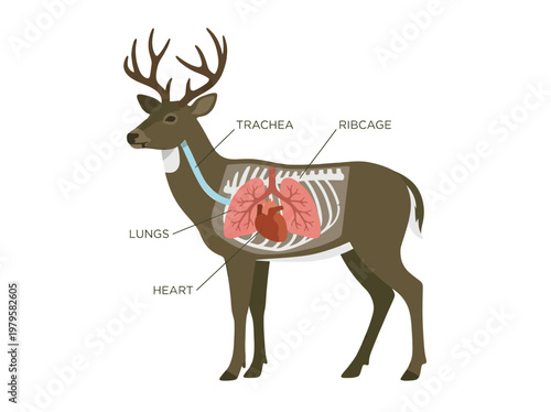 Diagram of a deer's internal respiratory and circulatory systems, highlighting the lungs, heart, and trachea within the ribcage