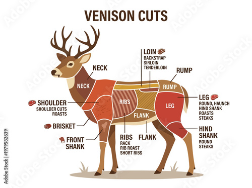 Detailed diagram illustrating various cuts of venison from a deer carcass for culinary purposes