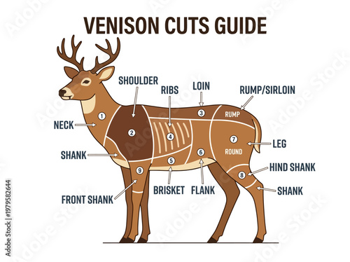 A Detailed Diagram Illustrating the Various Cuts of Venison from a Deer