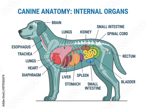 Detailed anatomical illustration of the internal organs of a canine, clearly labeled with scientific terms for educational purposes