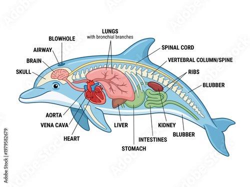Anatomical illustration of a dolphin's internal organs and skeletal structure, showcasing its respiratory, digestive, and circulatory systems