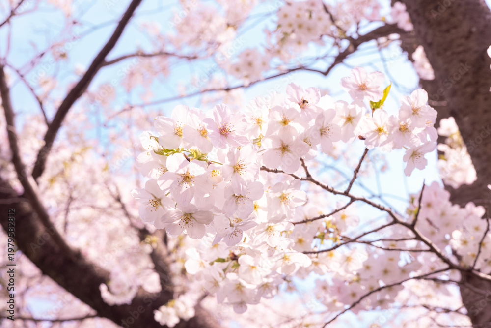 Fototapeta premium 逆光に輝く桜の花 春のやわらかな自然背景