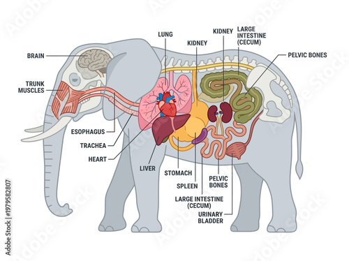 Detailed anatomical illustration of an elephant's internal organs and skeletal structure, showcasing respiratory, digestive, and circulatory systems