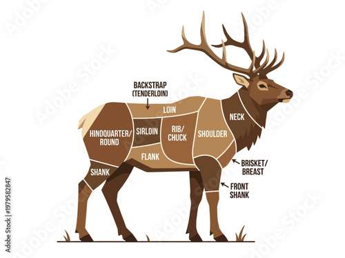 Diagram showcasing the different cuts of venison from an elk, labeling each section for culinary purposes