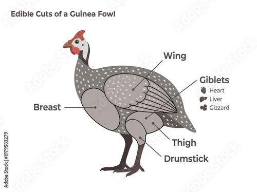 An illustrated guide detailing the various edible cuts of a guinea fowl, including breast, wing, thigh, drumstick, and giblets