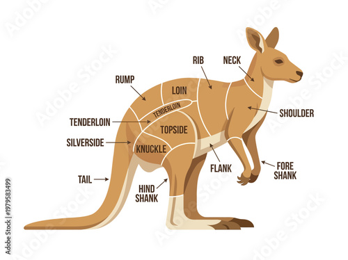 Kangaroo Meat Cuts Diagram A Comprehensive Guide to Identifying and Preparing Different Kangaroo Sections