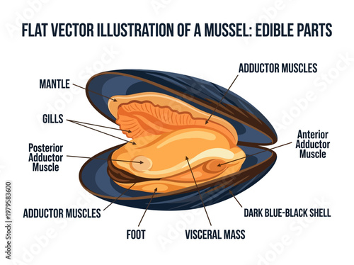 Anatomical illustration of a mussel showing its internal structure and edible parts, with labels for each component