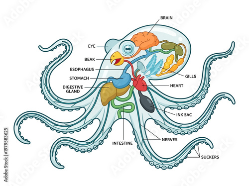 Diagram illustrating the internal anatomy of an octopus, detailing its organs and systems