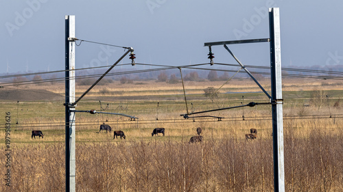 Free roaming Heck cattle in Oostvaardersplassen nature reserve, sometimes called the Dutch Serengeti; overhead line gantry for trains interferes with the wilderness image