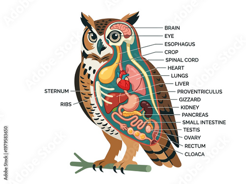Diagram illustrating the detailed internal anatomy of a Great Horned Owl, showcasing its organs and skeletal structure