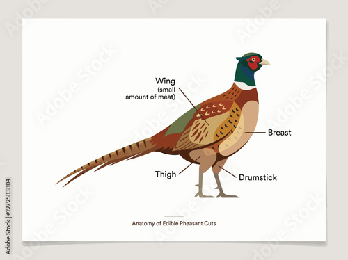 Anatomy of Edible Pheasant Cuts A Detailed Illustration of Bird Meat Sections