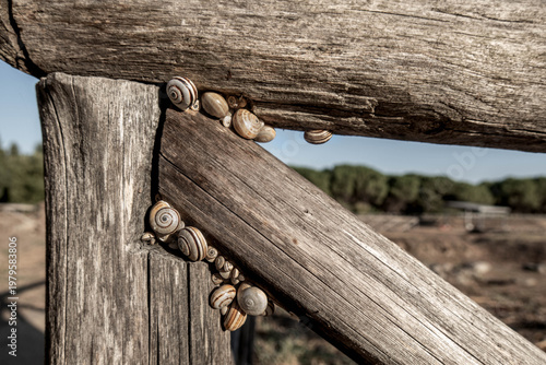 Cuadro en lienzo White garden snails (Theba pisana) estivating on a rustic wooden fence