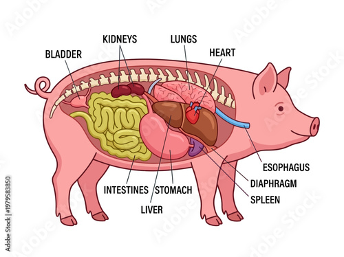 Anatomy of a Pig A Detailed Illustration of the Pig's Internal Organs and Digestive System