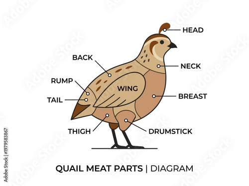 Diagram illustrating the different cuts of quail meat, including breast, thigh, and drumstick