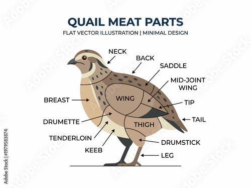 Detailed diagram illustrating the various cuts and anatomy of quail meat for culinary and educational purposes