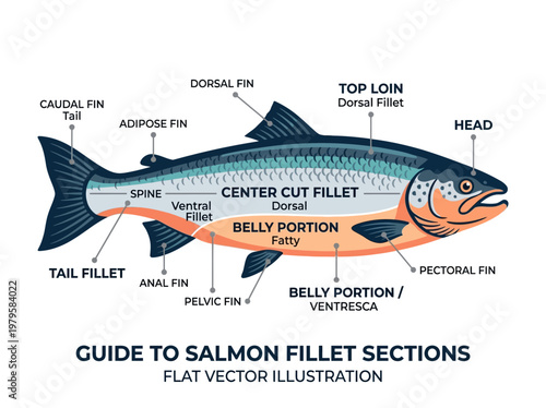 An illustration detailing the different cuts and parts of a salmon fish, ideal for culinary and educational purposes