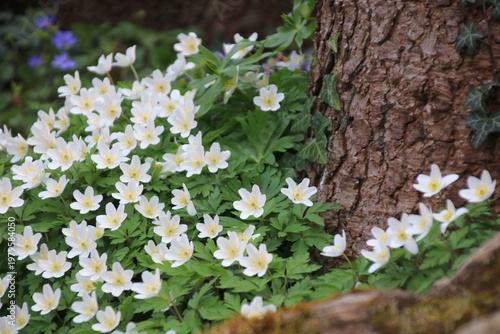 buschwindröschen im wald