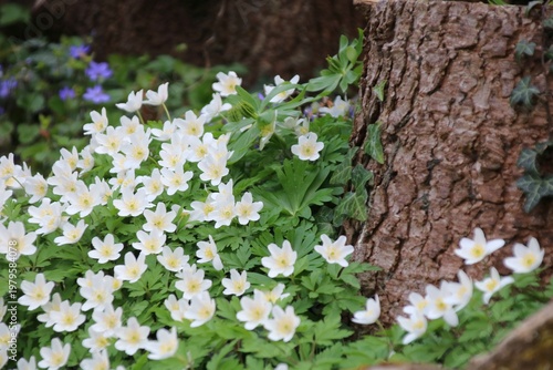 buschwindröschen im wald