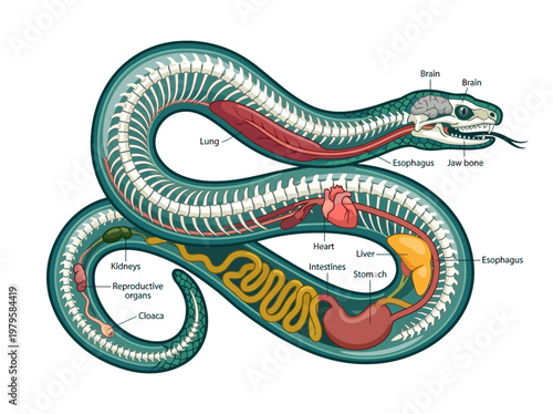 Anatomical illustration of a snake's internal organs and skeletal structure, showcasing its complex biological design