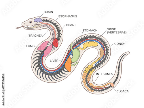 Anatomical illustration of a snake's internal organs and skeletal structure, clearly labeled for educational purposes