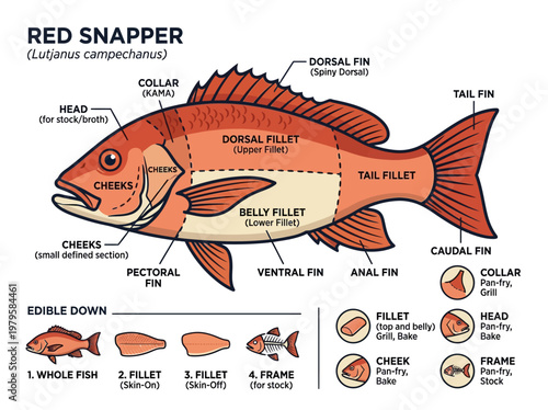 Detailed Red Snapper Fish Anatomy Diagram with Edible Cuts and Parts Labeled