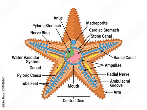 Detailed anatomical diagram illustrating the internal and external structures of a starfish, also known as a sea star