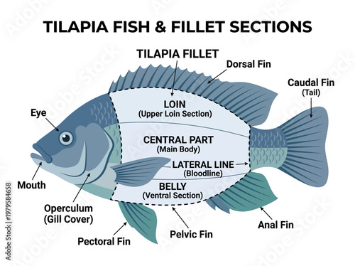 Anatomy of Tilapia Fish and Fillet Sections A Detailed Diagram of Its Body Parts