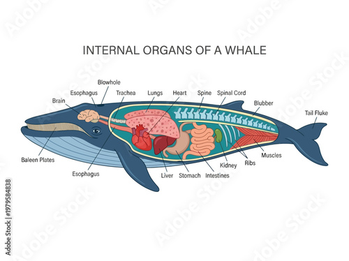 Detailed illustration of the internal anatomy and organs of a whale, showcasing its biological systems