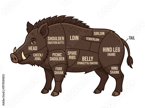 Diagram Illustrating Different Cuts of Pork from a Boar Carcass, Indicating Shoulder, Loin, Belly, and Leg