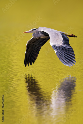 Graureiher fliegt über den Teich