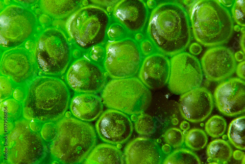 Oxygen bubbles beneath a thin film of filamentous microalgae.