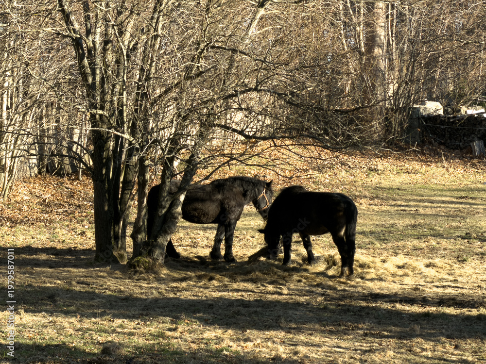 Fototapeta premium Two dark horses peacefully graze on dry winter grass under bare trees, embodying a tranquil rural scene and the resilience of farm animals in nature