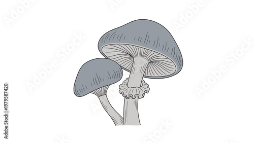 Simple grey scale line drawing illustrates two mushrooms of different sizes growing together, featuring detailed gill and stem textures.