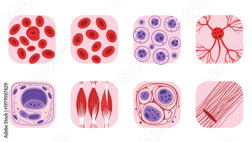 Set of microscopic illustrations of different human body cells including blood cells muscle fibers nerve cells and various tissue structures.