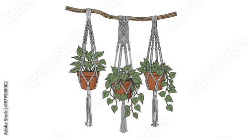 Trio of healthy green houseplants is displayed in decorative white macrame plant hangers suspended from a rustic wooden branch.