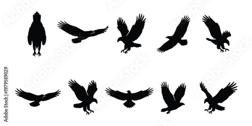 Eagle silhouette collection, 10 flying bird of prey vector elements, black hawk and falcon silhouettes, soaring predatory birds for wildlife design