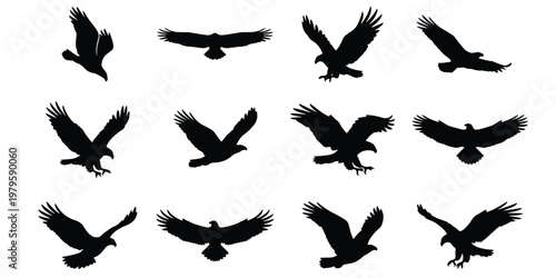 Eagle silhouette vector set, 12 flying hawk and falcon bird icons, black predatory bird shapes on white background, soaring eagle graphics