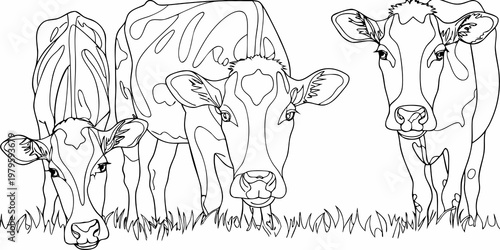 Line art illustration of three cows and a calf grazing in grass