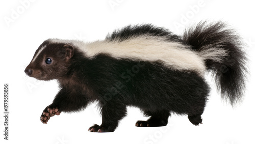 Cuadro en lienzo Striped North American Skunk Walking with Fluffy Tail