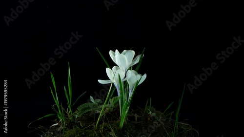 A mesmerizing time-lapse photograph capturing the gradual opening of snow-white crocus buds against a deep, pure black background. Delicate petals separate and unfurl, poetically demonstrating the awa