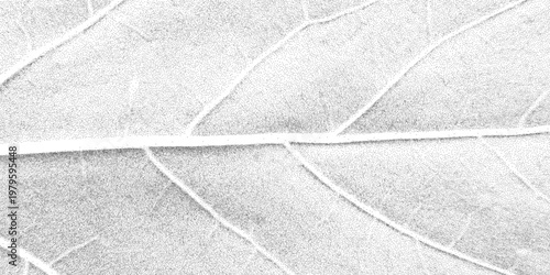 Organic leaf skeleton illustration with gritty stipple shading, detailed vein network, cracked dry surface imprint, black and white foliage texture, abstract plant cell design.