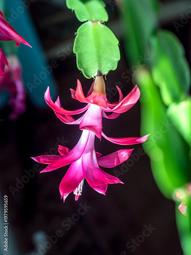 beautiful blooming Schlumberger cactus on the windowsill