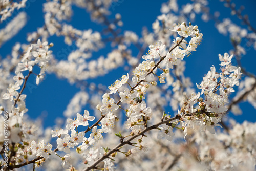 Blooming cherry plum tree in the spring garden. Blue sky and white flowers. Spring atmospheric background in sunlight. The concept of awakening nature, tenderness, romance. Bottom view. Spring design