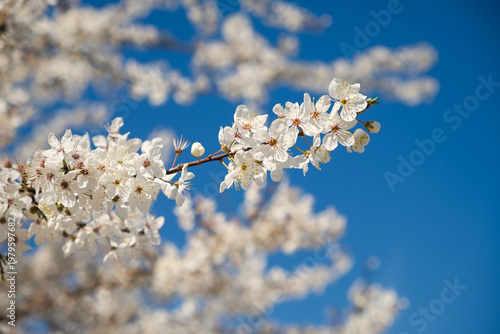 Blooming cherry plum tree in the spring garden. Blue sky and white flowers. Spring atmospheric background in sunlight. The concept of awakening nature, tenderness, romance. Bottom view. Spring design