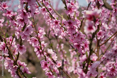 Peach branch blooms in close-up. Delicate pink spring flowers bloomed in the garden. Bright natural romantic background. A pink peach in the sunlight. The concept of spring, awakening. Gardening
